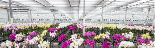agro kas bloemen